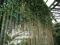 355 Longwood Gardens [2008 August 23]